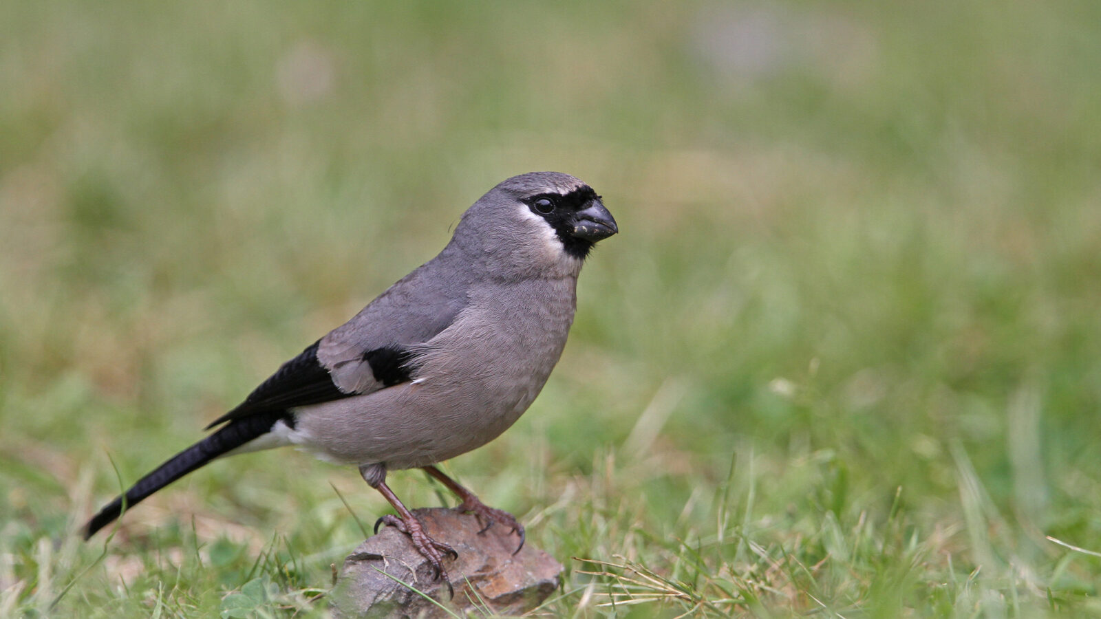 Taiwan Bullfinch