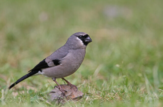 Taiwan Bullfinch