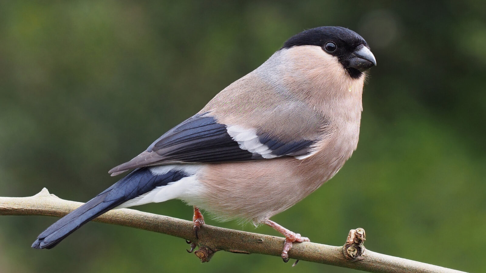 Eurasian Bullfinch