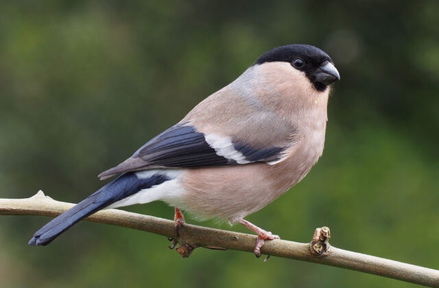 Eurasian Bullfinch