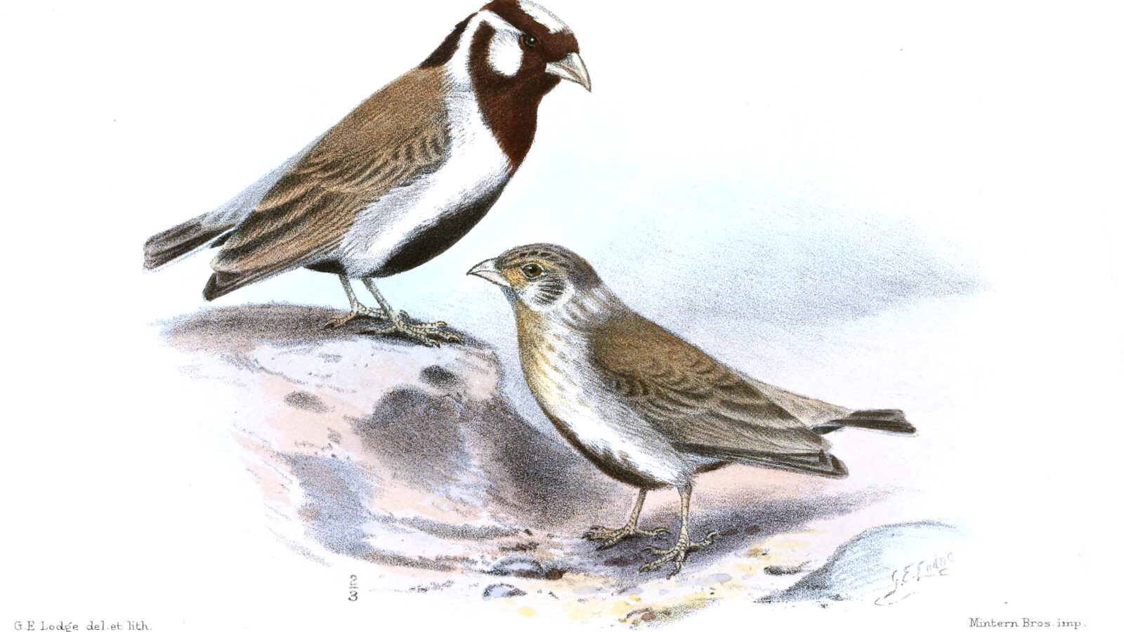 Chestnut-headed Sparrow-Lark