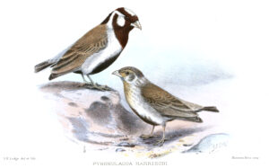 Chestnut-headed Sparrow-Lark