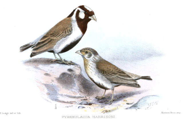 Chestnut-headed Sparrow-Lark