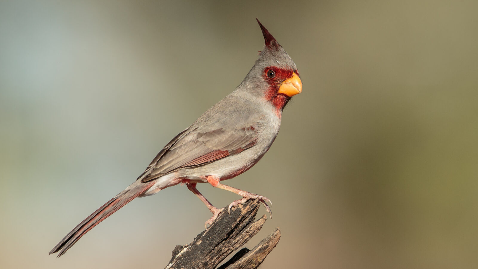 Pyrrhuloxia