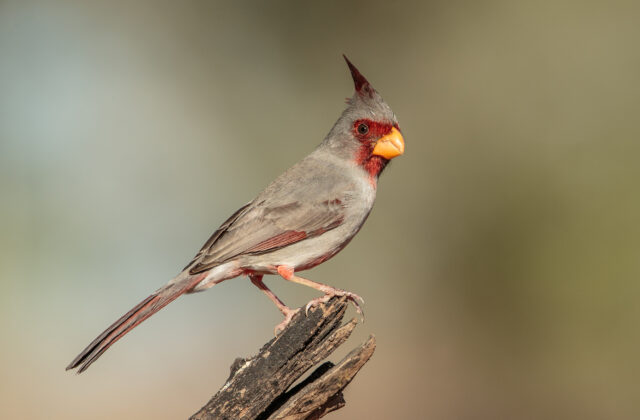 Pyrrhuloxia