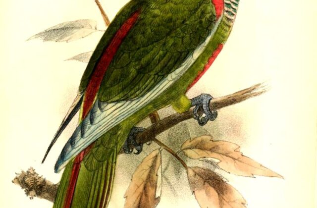 Perija Parakeet