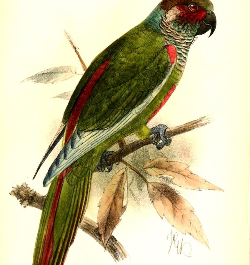 Perija Parakeet