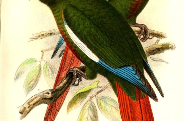 Rose-crowned Parakeet