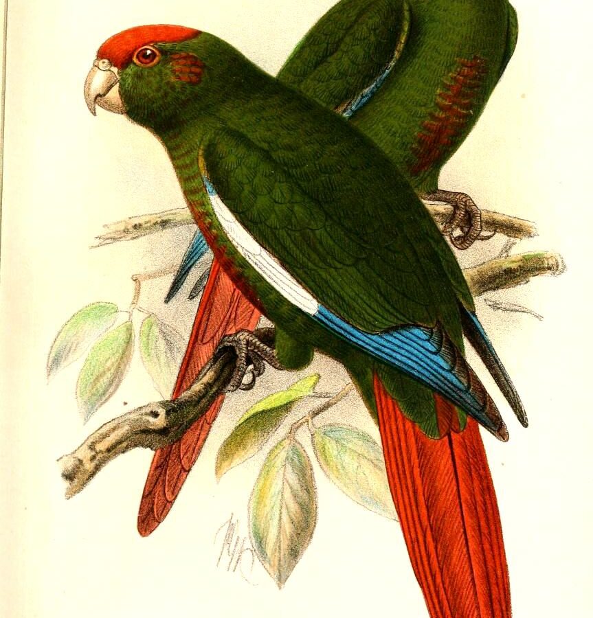Rose-crowned Parakeet