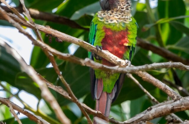 Santarem Parakeet