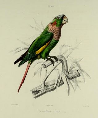 Flame-winged Parakeet