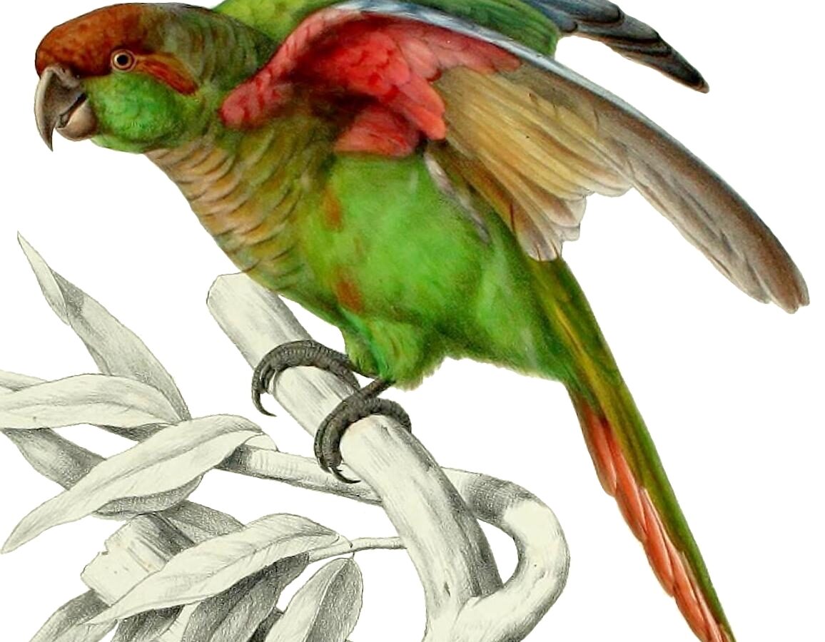 Blaze-winged Parakeet