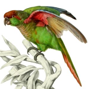 Blaze-winged Parakeet