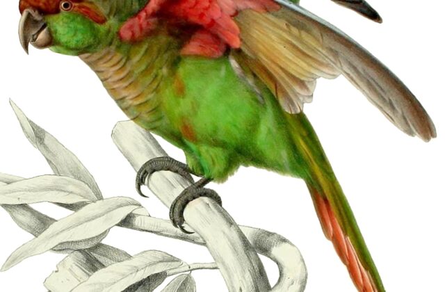 Blaze-winged Parakeet