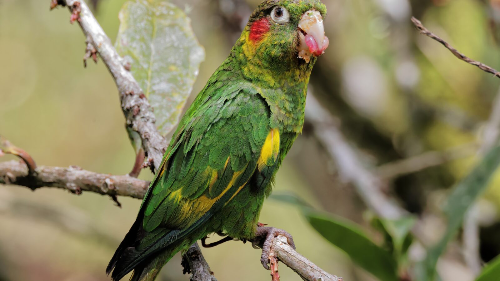 Sulphur-winged Parakeet