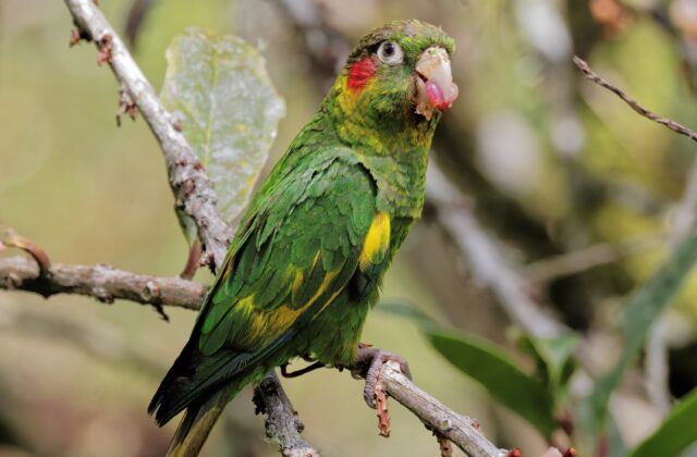 Sulphur-winged Parakeet