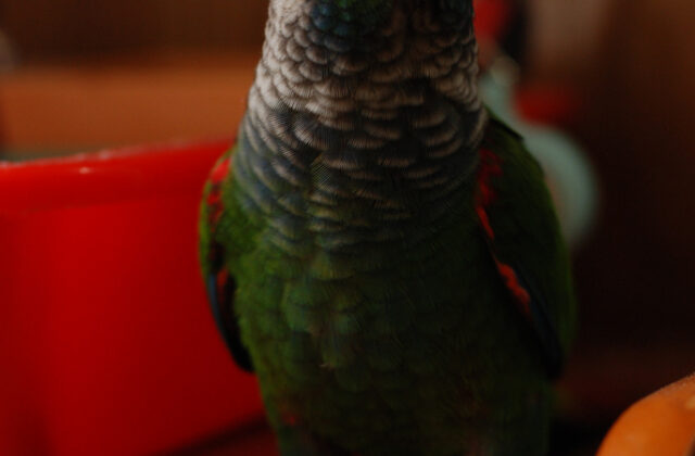 Pearly Parakeet
