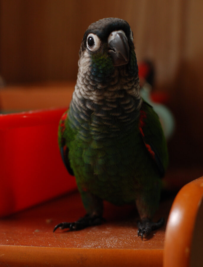 Pearly Parakeet