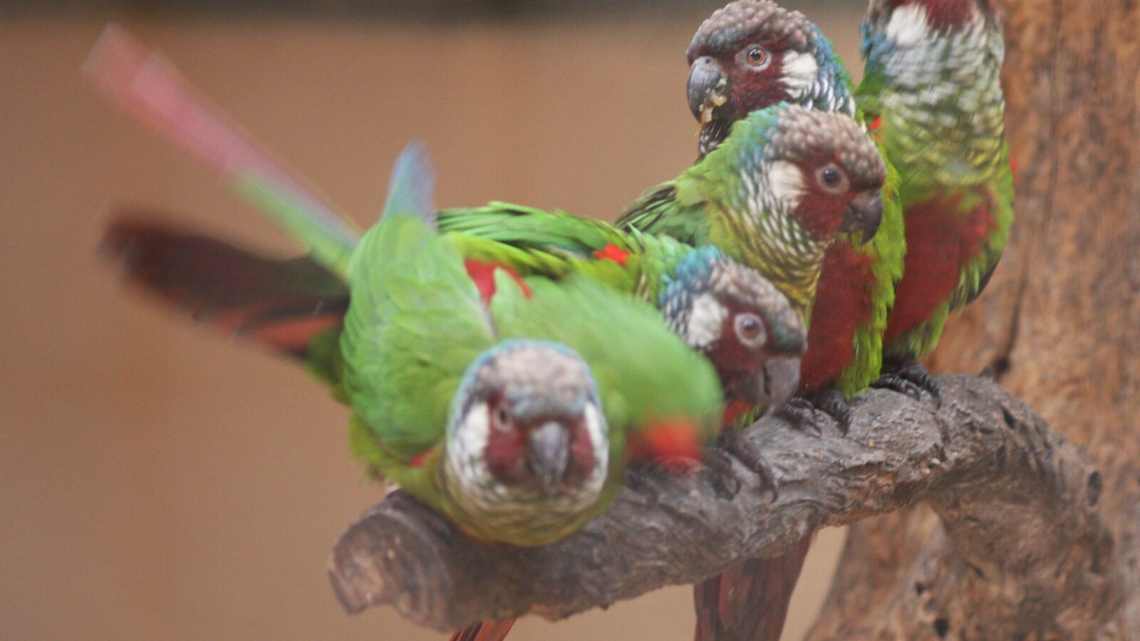White-eared Parakeet