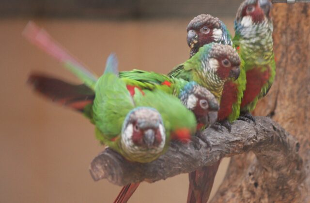 White-eared Parakeet