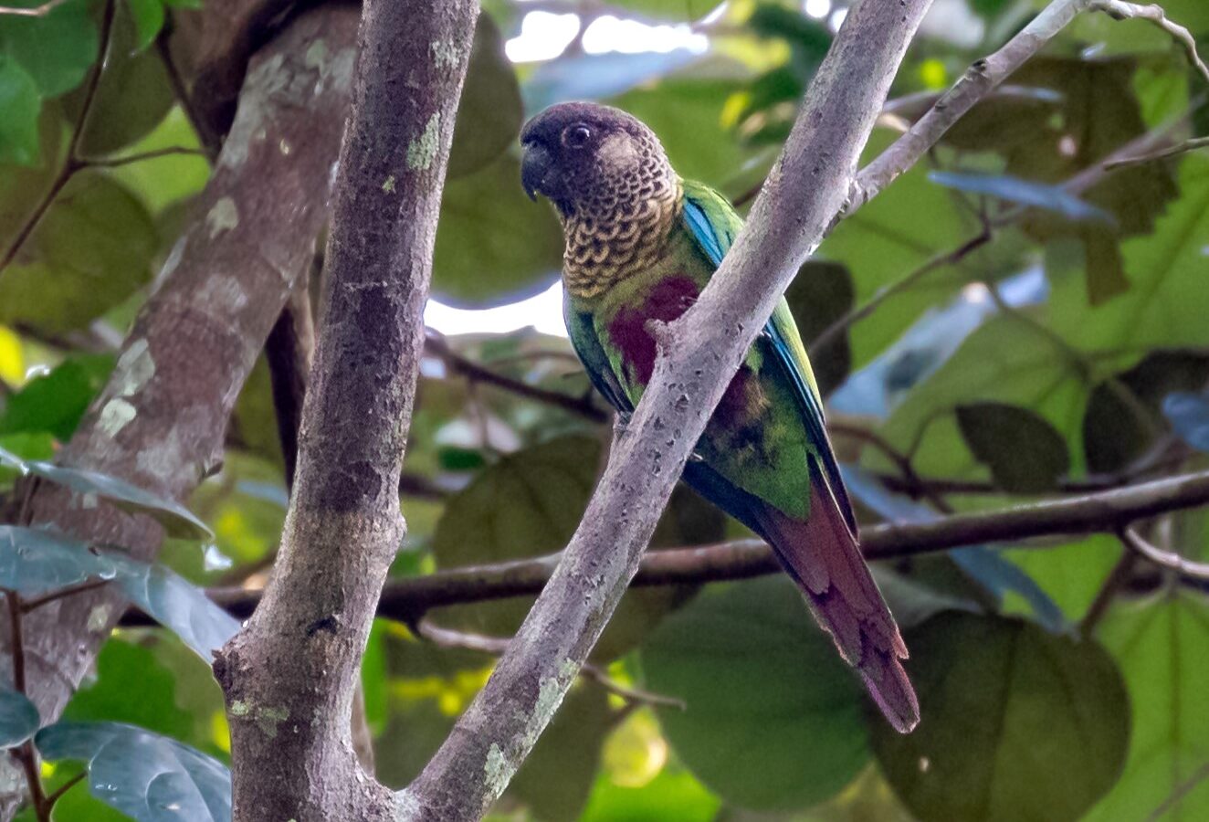 Bonaparte’s Parakeet