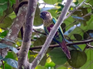 Bonaparte’s Parakeet