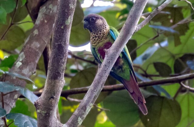 Bonaparte’s Parakeet