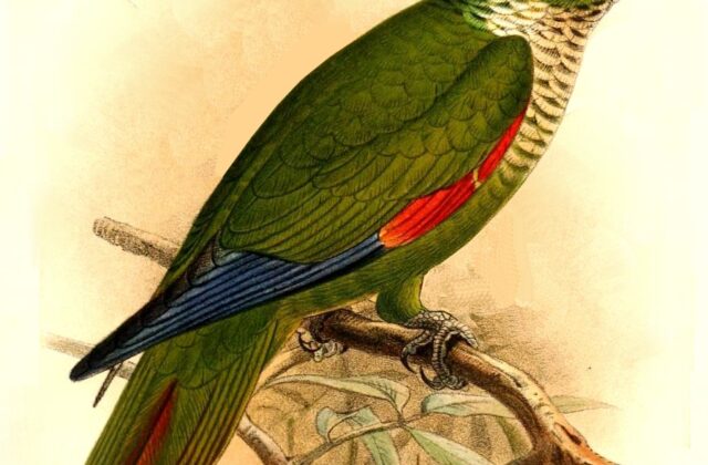 Maroon-tailed Parakeet