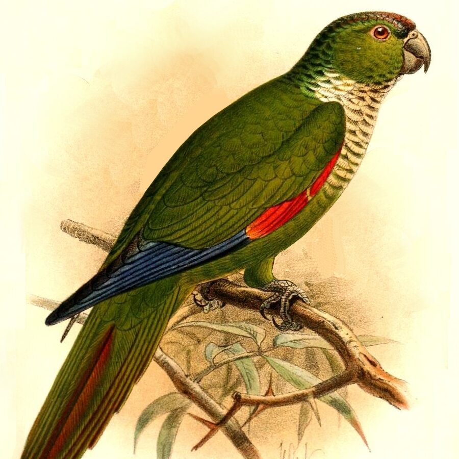 Maroon-tailed Parakeet