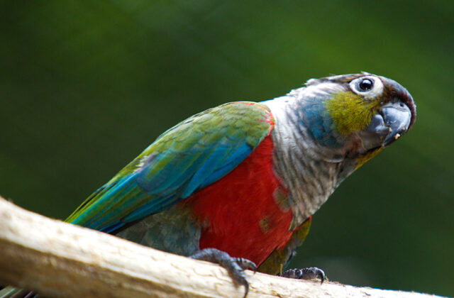 Crimson-bellied Parakeet