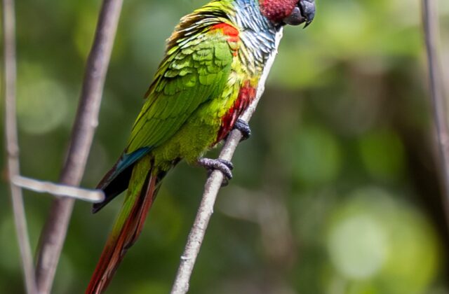 Pfrimer’s Parakeet