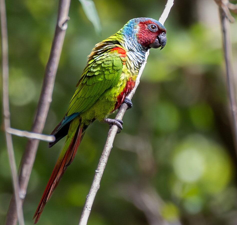Pfrimer’s Parakeet