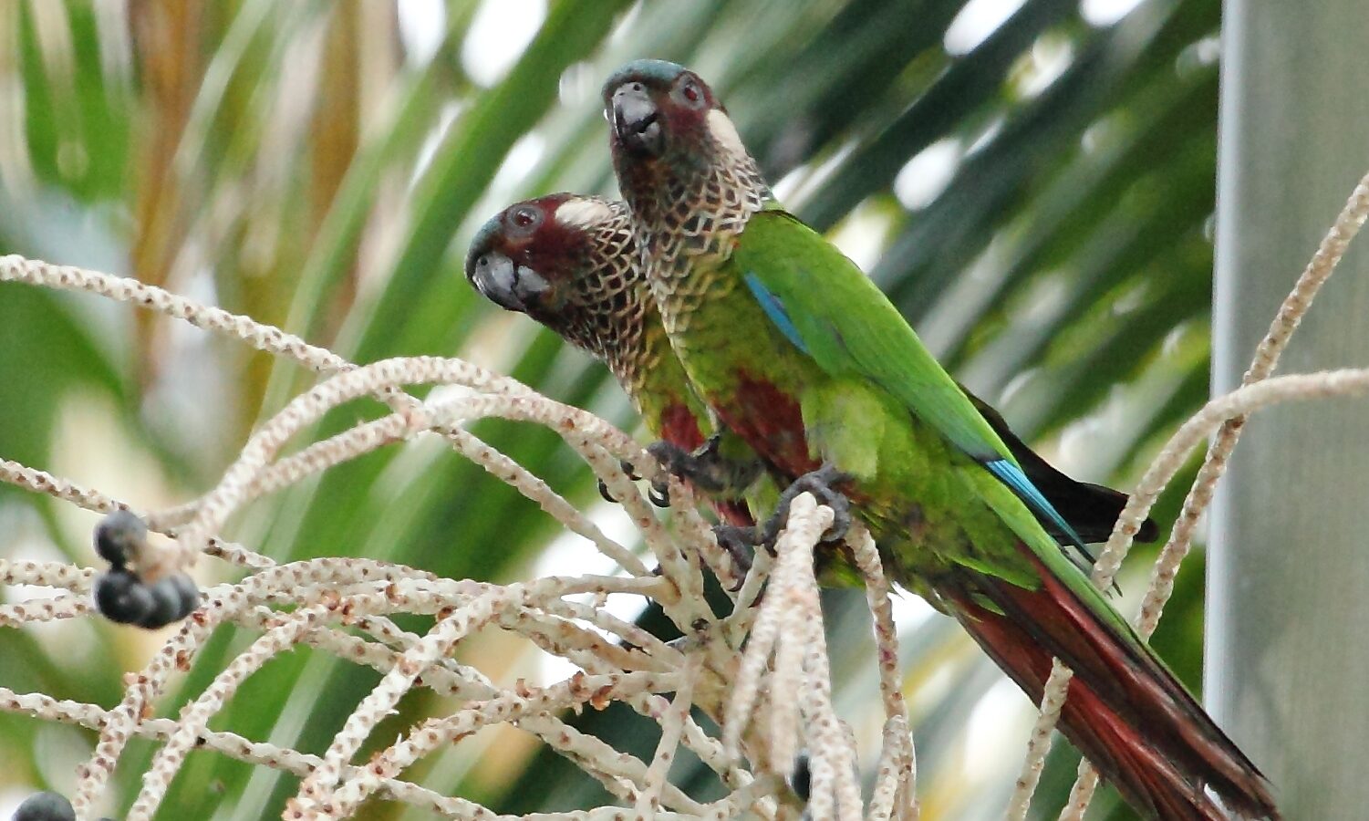 Painted Parakeet