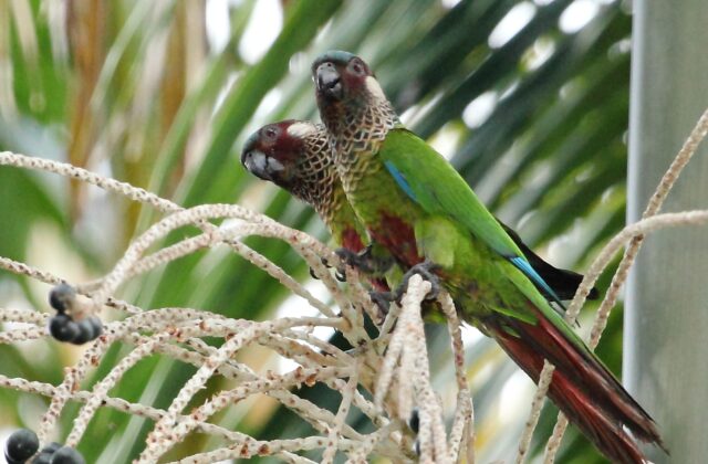 Painted Parakeet
