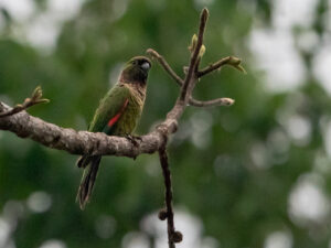 Black-capped Parakeet