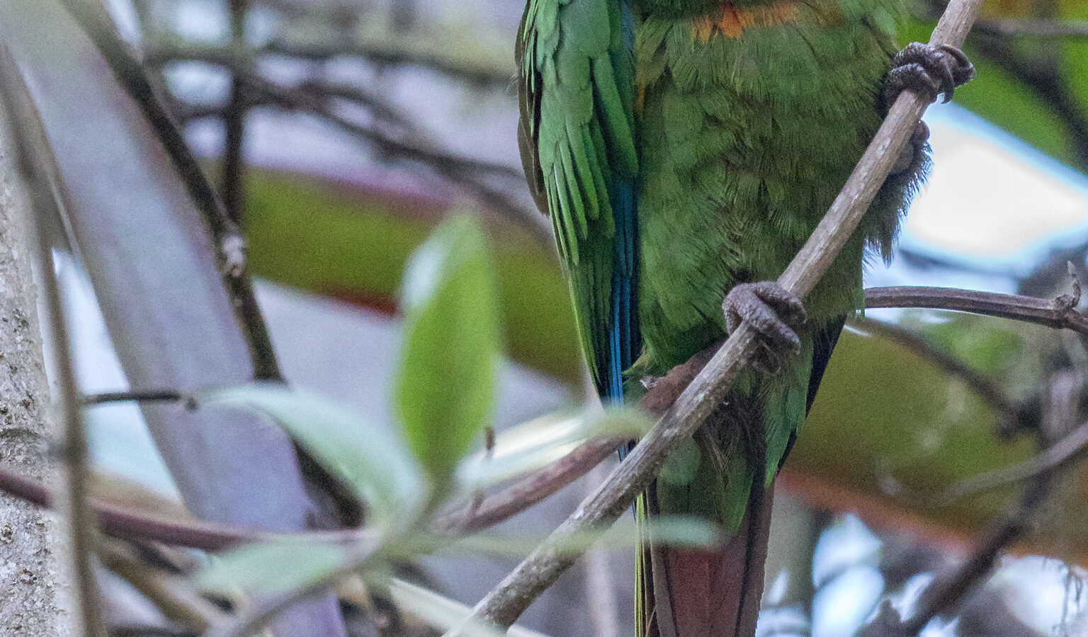 Santa Marta Parakeet