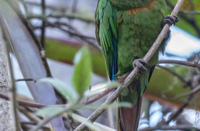 Santa Marta Parakeet