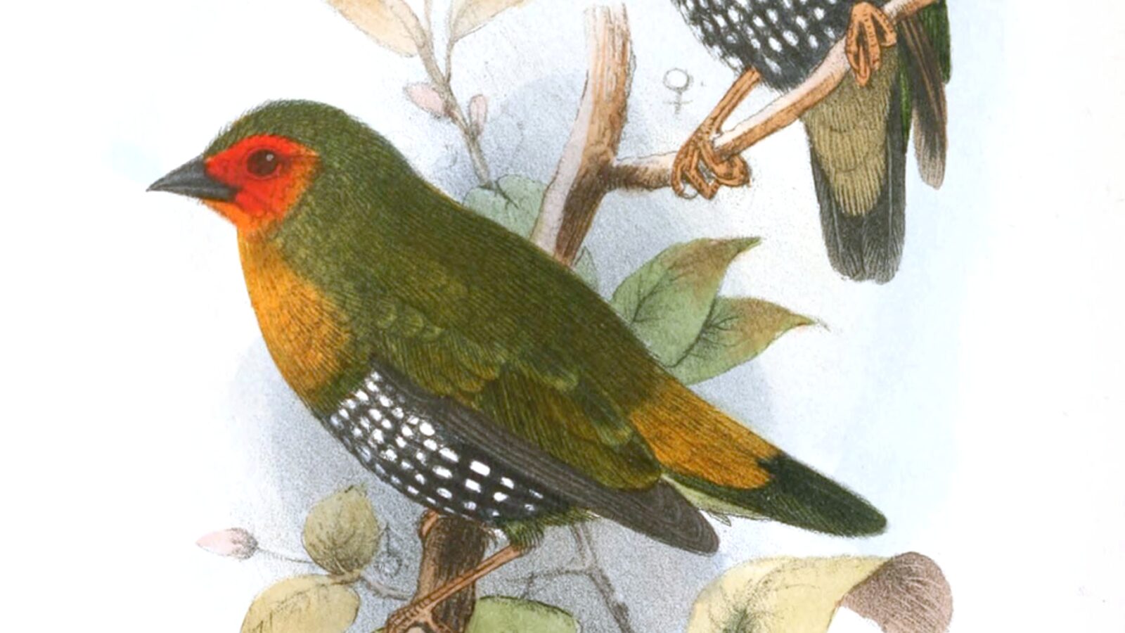 Green Twinspot