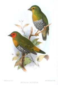 Green Twinspot