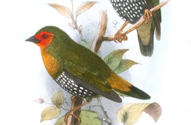 Green Twinspot