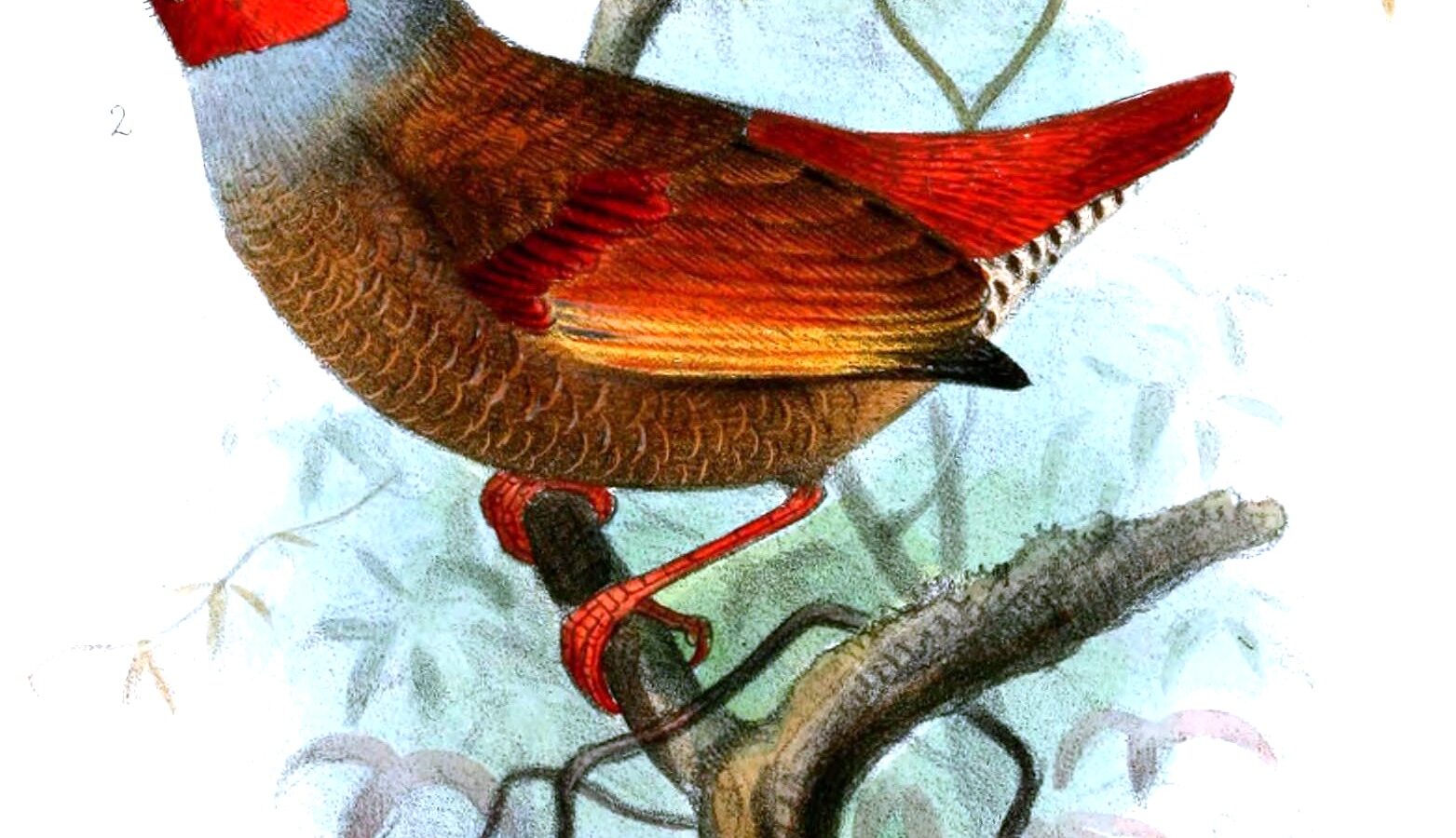 Orange-winged Pytilia