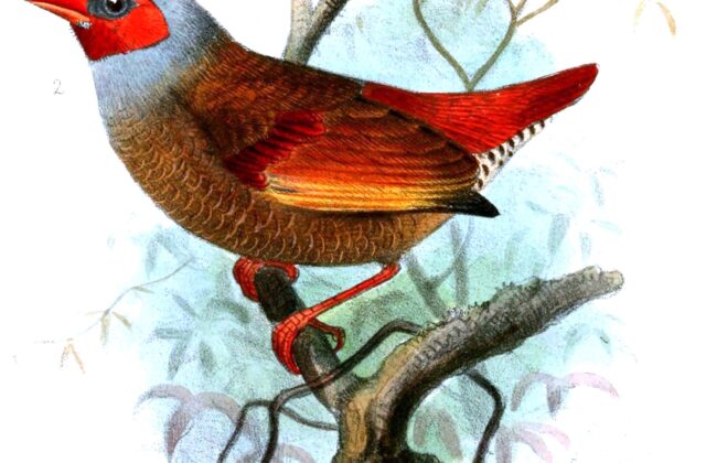 Orange-winged Pytilia