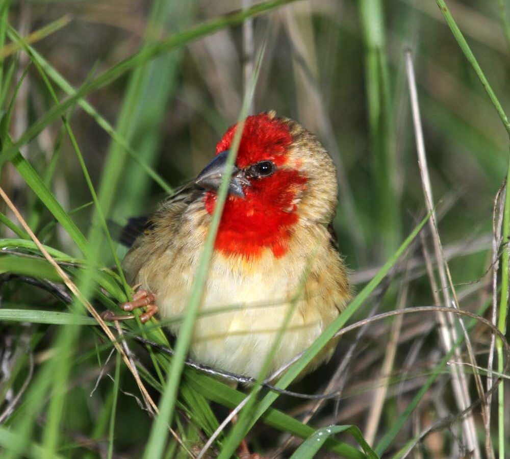 Cardinal Quelea