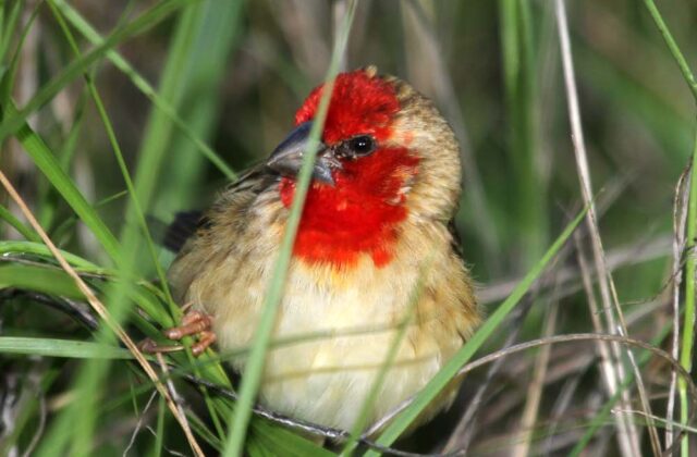 Cardinal Quelea