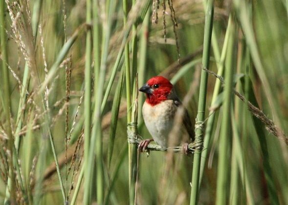 Red-headed Quelea