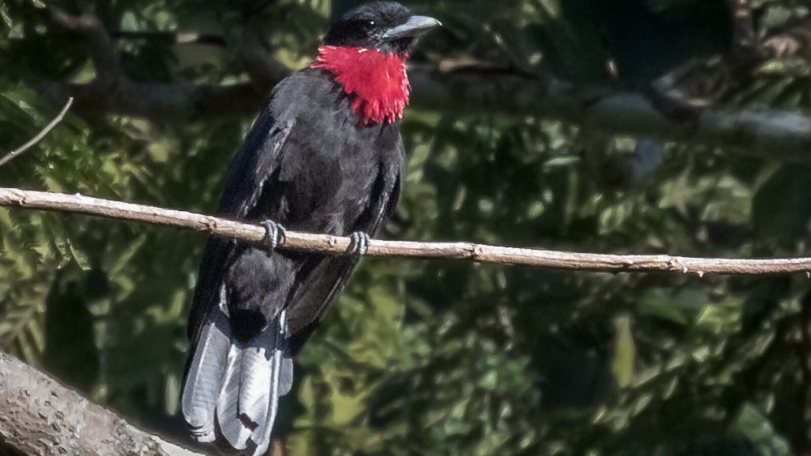 Purple-throated Fruitcrow