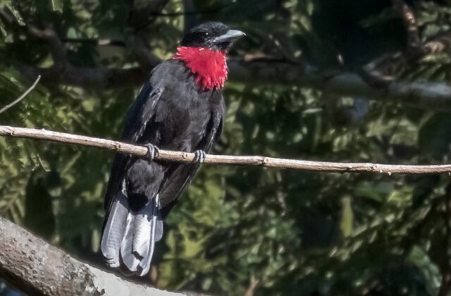 Purple-throated Fruitcrow