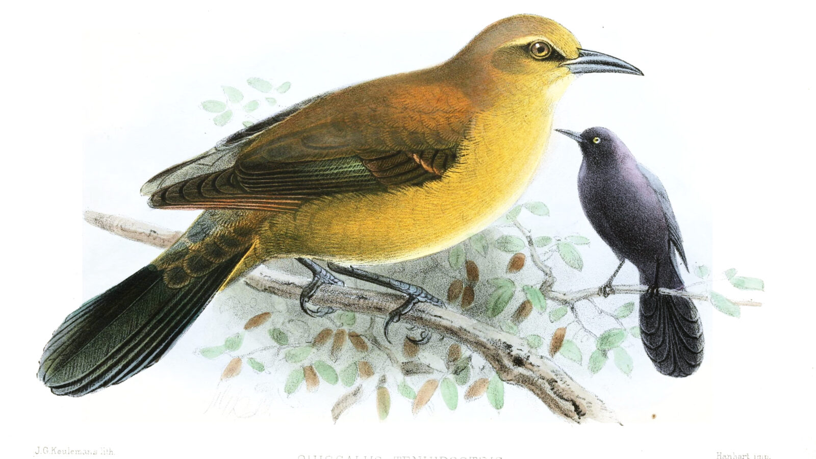 Slender-billed Grackle