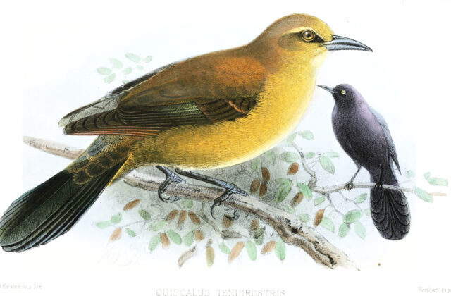 Slender-billed Grackle
