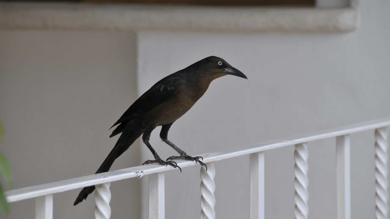 Great-tailed Grackle